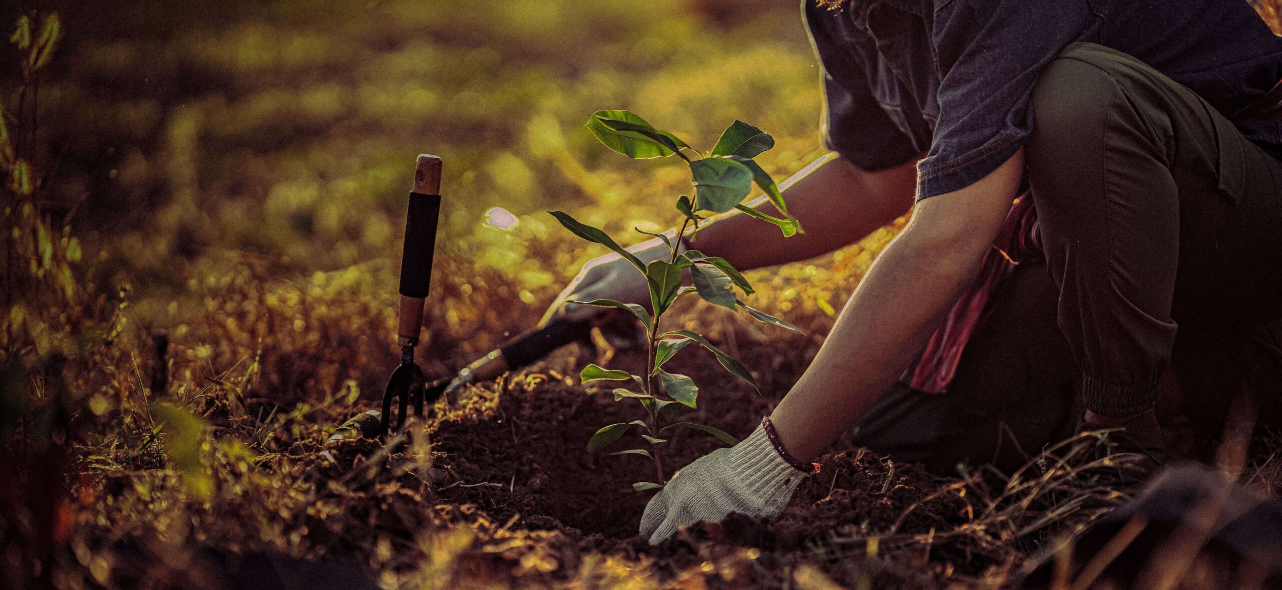 One Tree at a Time